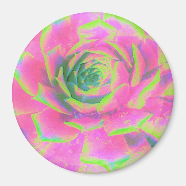 Lime Green och Rosa Succulent Sedum Rosette Magnet (Framsidan)