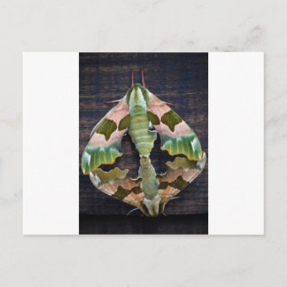 Lime Hawk Moths Vykort