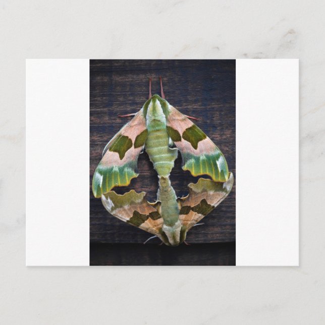 Lime Hawk Moths Vykort (Framsida)
