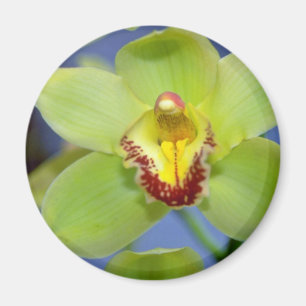 LimefruktCymbidiumblommor Magnet
