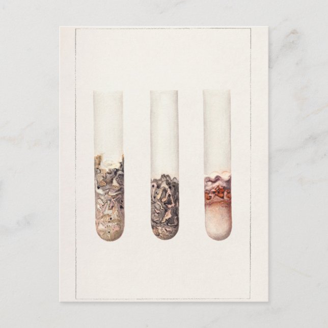 Limefrukter (Citrus Aurantiifolia) Vykort (Framsida)