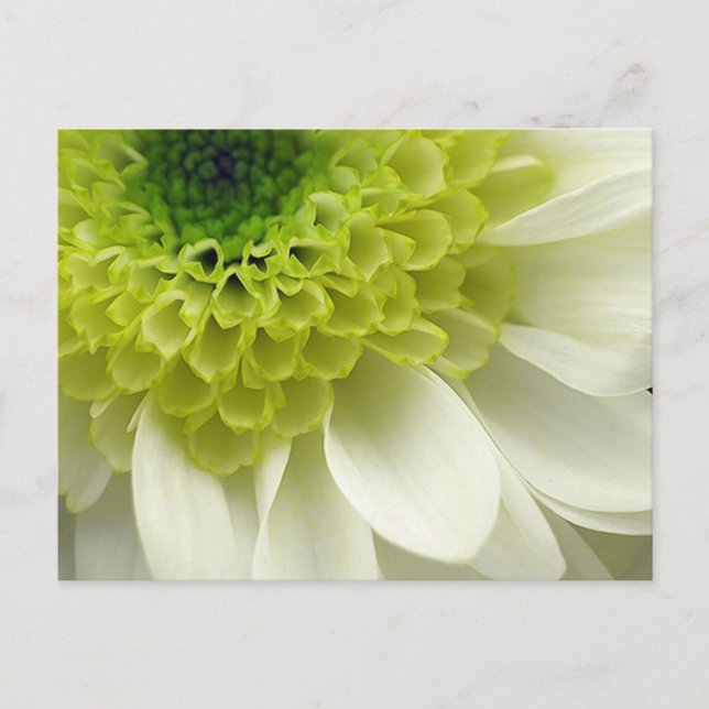 Limefruktfest Vykort (Framsida)