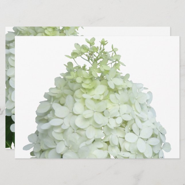 Limelight Hydrangea Möhippa / Möhippa Inbjudningar (Fram/baksida)