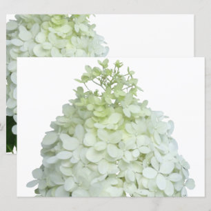 Limelight Hydrangea Möhippa / Möhippa Inbjudningar