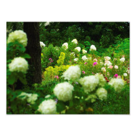 Limelight Hydrangeas i min Rubio trädgård Fototryck