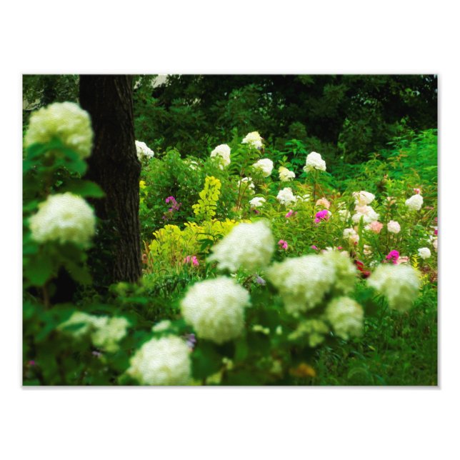 Limelight Hydrangeas i min Rubio trädgård Fototryck (Framsidan)