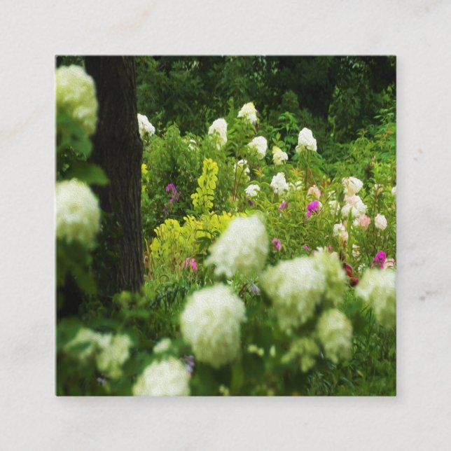 Limelight Hydrangeas i min Rubio trädgård Fyrkantigt Visitkort (Framsida)