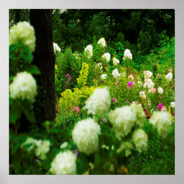 Limelight Hydrangeas i min Rubio trädgård Poster