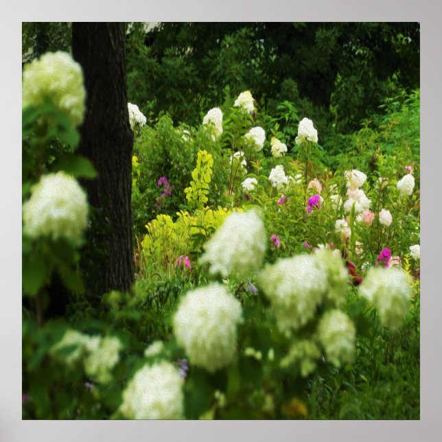 Limelight Hydrangeas i min Rubio trädgård Poster (Framsidan)