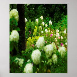 Limelight Hydrangeas i min Rubio trädgård Poster