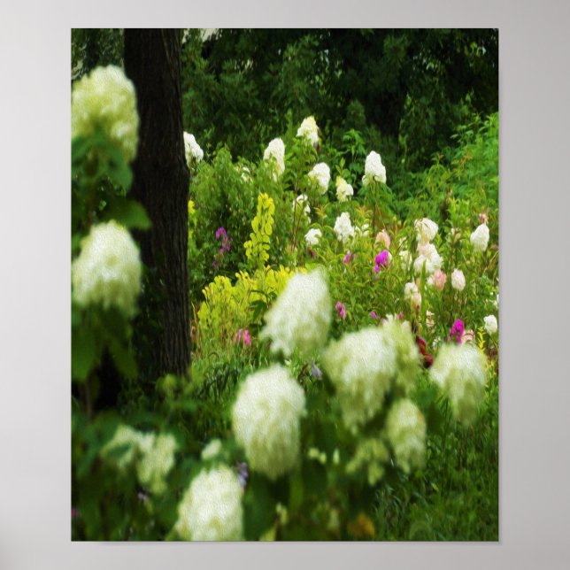 Limelight Hydrangeas i min Rubio trädgård Poster (Framsidan)