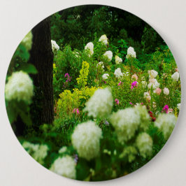 Limelight Hydrangeas in My Rubio Garden Knapp