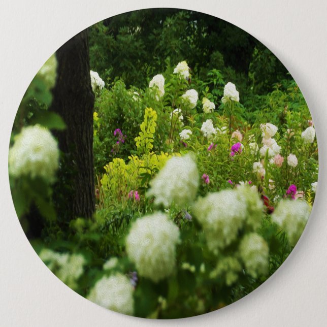 Limelight Hydrangeas in My Rubio Garden Knapp (Framsida)