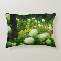 Limelight Hydrangeas in My Rubio Garden