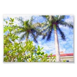 Limequats i Florida Fototryck