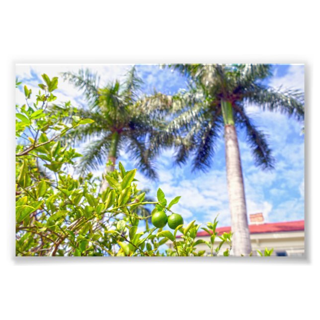 Limequats i Florida Fototryck (Framsidan)