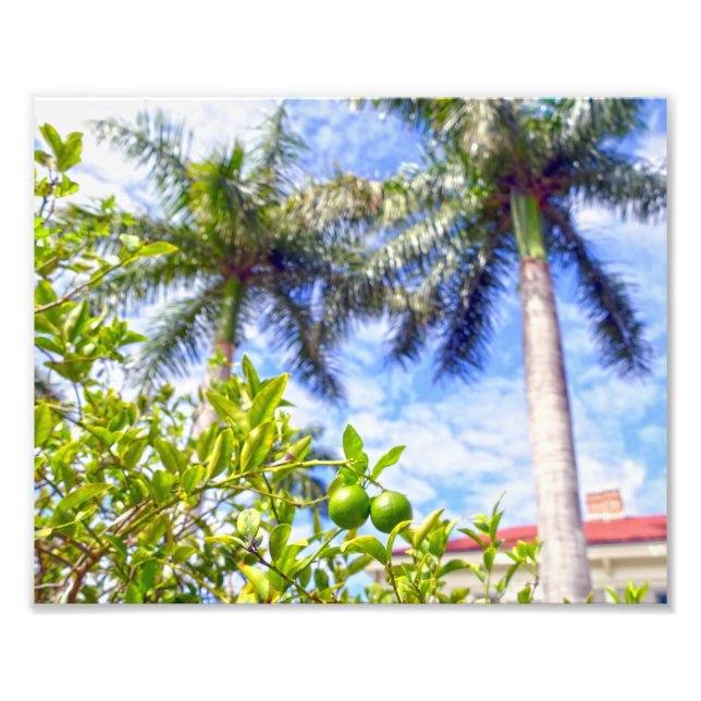 Limequats i Florida Fototryck (Framsidan)