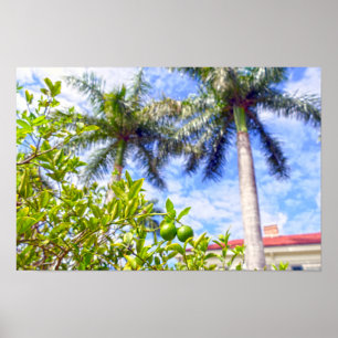 Limequats i Florida Poster