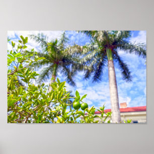 Limequats i Florida Poster