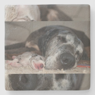 Limestone Coasters Great Dane Fotografi Stenunderlägg