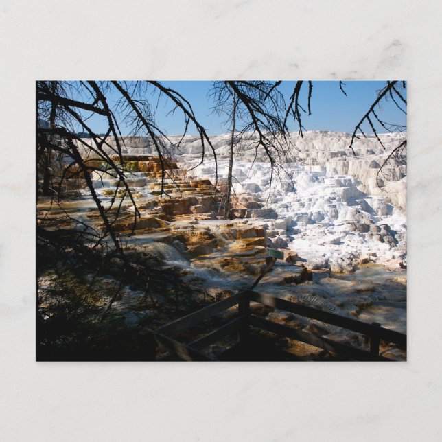 Limestone Terrace Mammoth Hett Vår Yellowstone Vykort (Framsida)