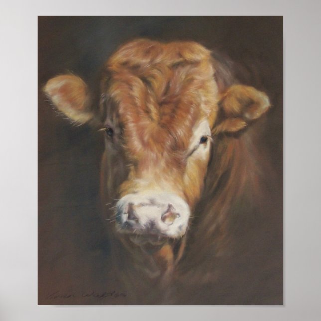 Limousin Bull Poster (Framsidan)