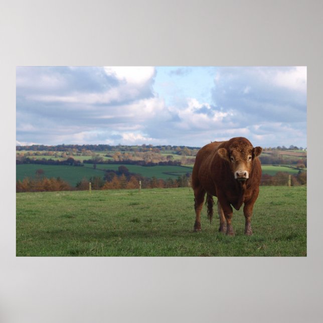 Limousin Bull Print Poster (Framsidan)