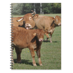 Limousin kalv och kor anteckningsbok