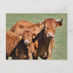 Limousin ko och kalv vykort