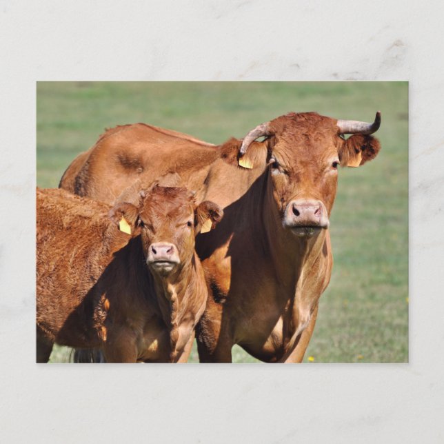 Limousin ko och kalv vykort (Framsida)
