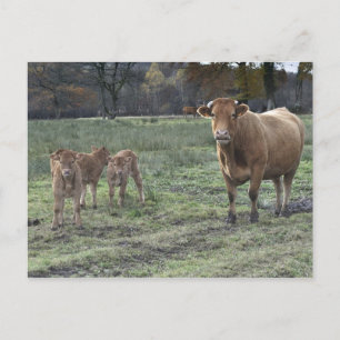 Limousin ko- och kalvar vykort