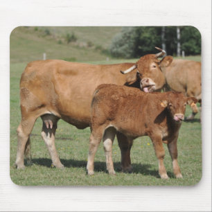 limousin ko- och kalvmousepad musmatta