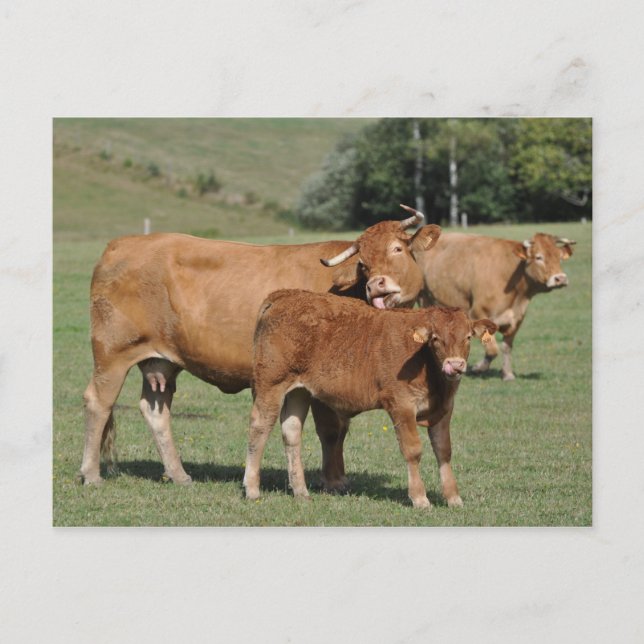 Limousin ko slickar kalv vykort (Framsida)