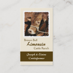 Limousin tjur i en halter visitkort