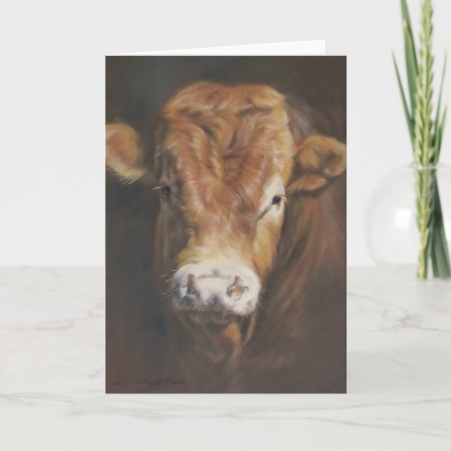 Limousin tjur kort (Framsida)