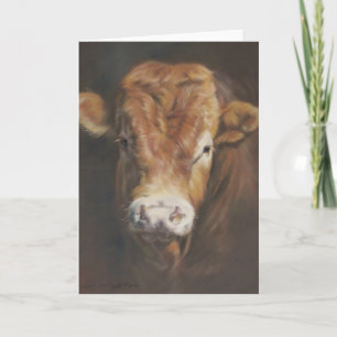 Limousin tjur kort
