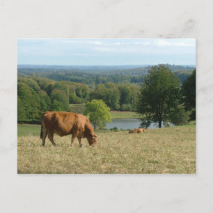 limousin vykort