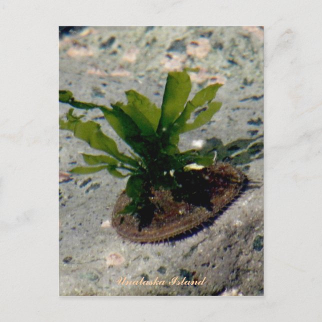 Limpet med Kelp, Unalaska Island Vykort (Framsida)