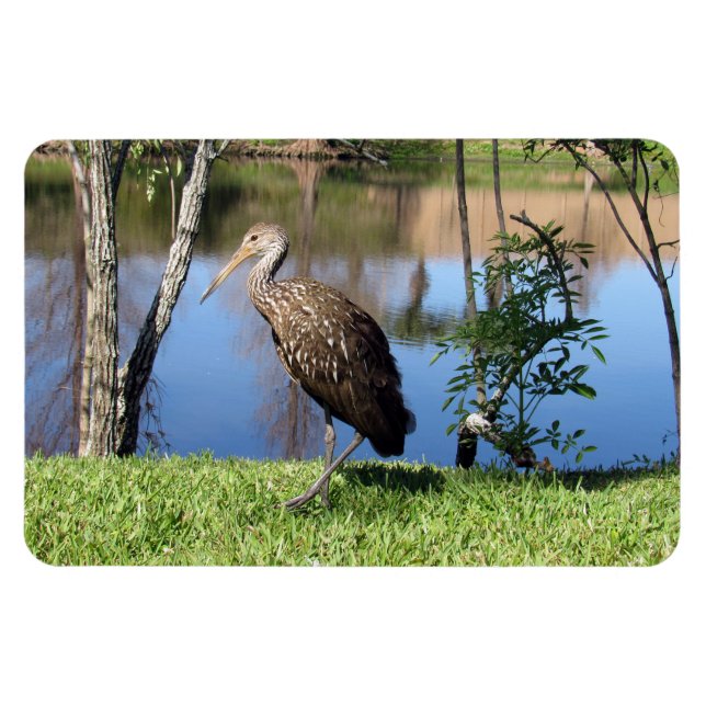 Limpkin (1118) Magnet (Horisontell)