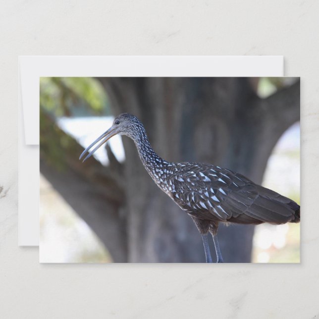 Limpkin Anteckningskort (Framsida)