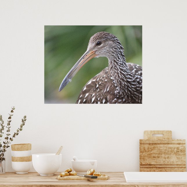 Limpkin Close-Up Florida Bird Porträtt Poster (Kök)