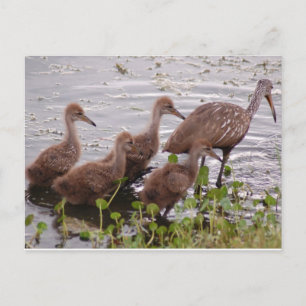 Limpkin Family Vykort