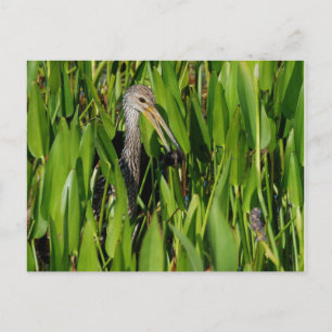 Limpkin i Reeds Vykort