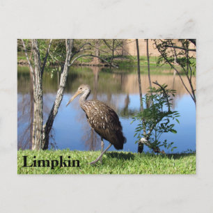 Limpkin - Learning Postcard - Florida Vykort