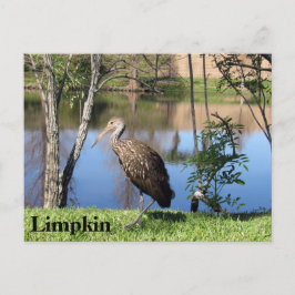 Limpkin - Learning Postcard - Florida Vykort