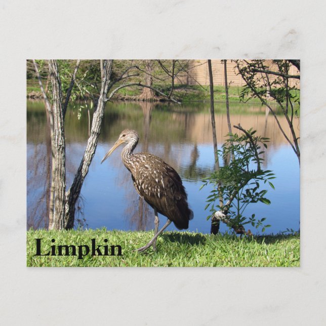 Limpkin - Learning Postcard - Florida Vykort (Framsida)