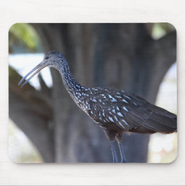 Limpkin Musmatta