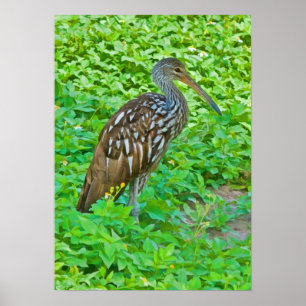 Limpkin träskfågeltryck poster