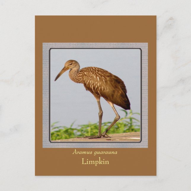 LImpkin Vykort (Framsida)
