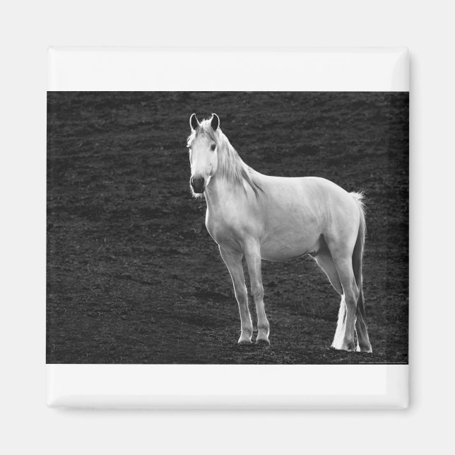 LIN10BW Stance.tif Magnet (Framsidan)